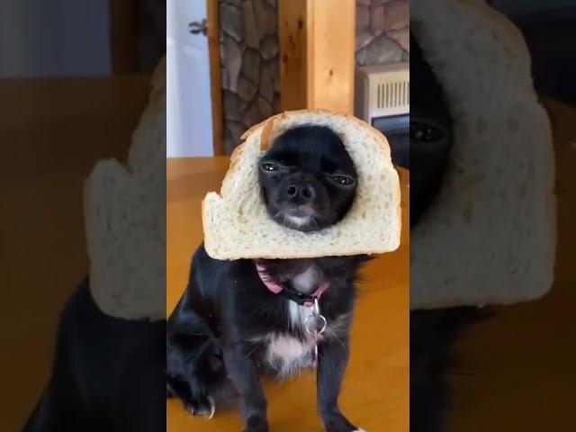 Bread Dozer ️