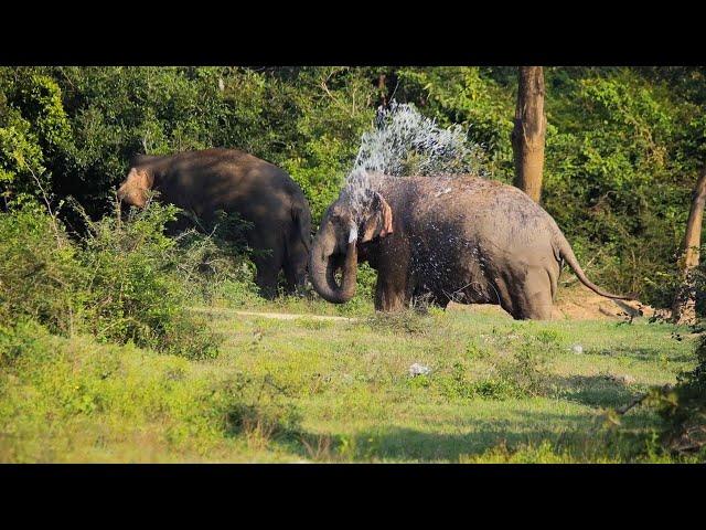 From Forests to Grasslands: How Elephants Create Beautiful Landscapes Asian Elephant Soul sumeda