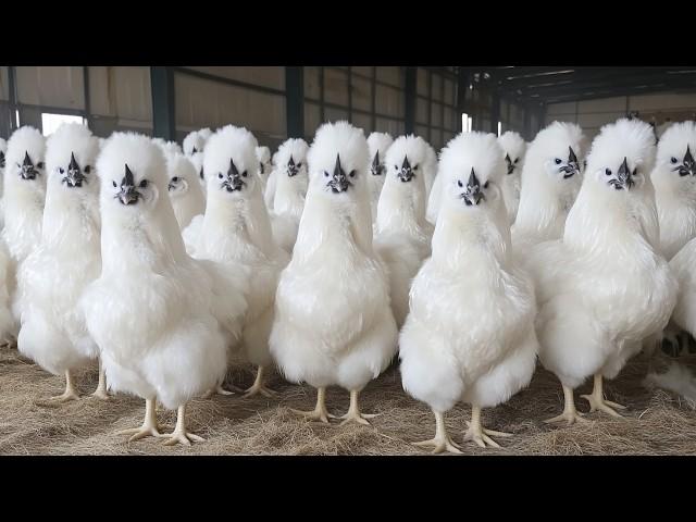 How Chinese Raising Millions of Silkie Chickens For Eggs and Meat - Silkie Chicken Farming Technique