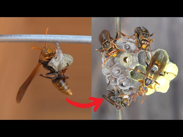 Survival of the Three Queen Wasps