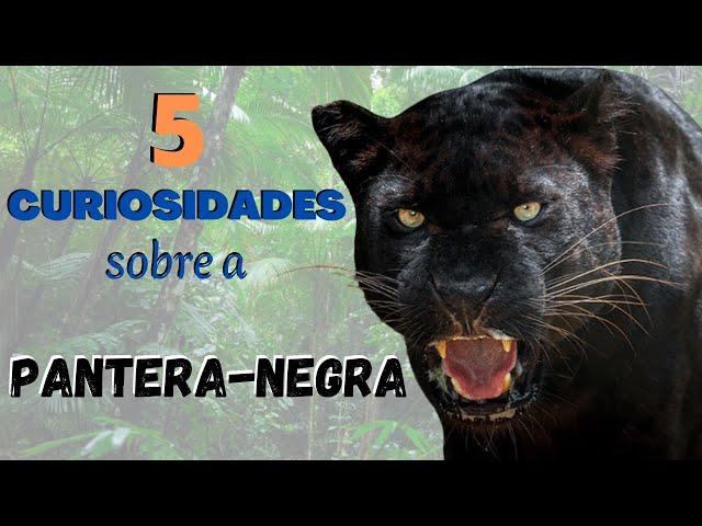 PANTERA-NEGRA! VEJA 5 CURIOSIDADES SOBRE ESSE FELINO FANTÁSTICO! UM DOS ANIMAIS LINDOS DA NATUREZA!