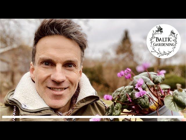 Planting cyclamen coum. Planting allium bulbs. Winter garden jobs. First spring planting.