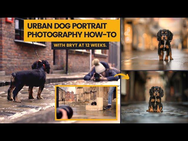 Urban Puppy Photoshoot in my hometown! | City Dog Photography How-To