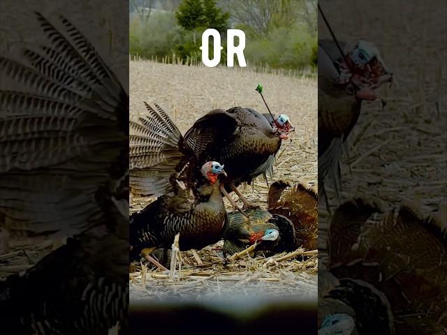 Which Archery Shot is More Impressive?  #shorts #turkey #slowmotion #hunting #archery