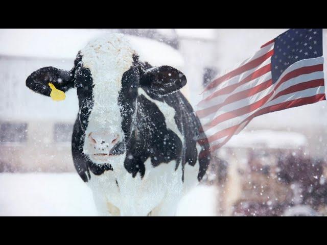COW FROZEN TO DEATH!? the AMERICAN DAIRY INDUSTRY - The Hoof GP