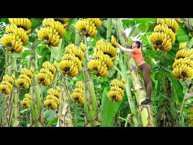 Harvesting A Lot Of Banana Goes To Market Sell - Banana Garden - Phuong Free Bushcraft