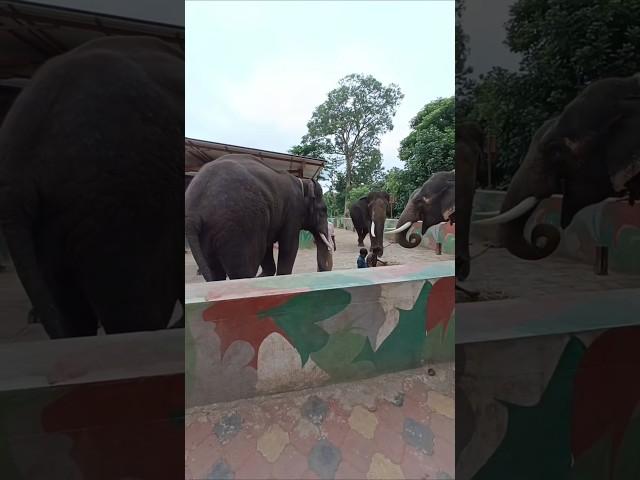 Dubare Elephant Camp | Coorg | Kodagu | #thecreativeedge #ytshorts #elephantcamp