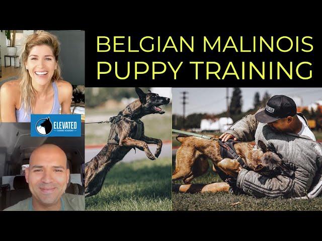 HOW TO TRAIN BELGIAN MALINOIS PUPPY FAQ | ELEVATED CANINE ACADEMY | YOLO PUP LA