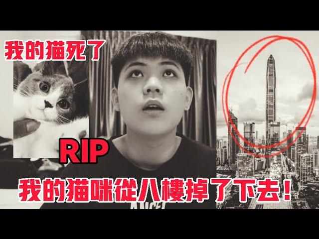 我的猫死了.... 猫咪从八楼掉了下去.....