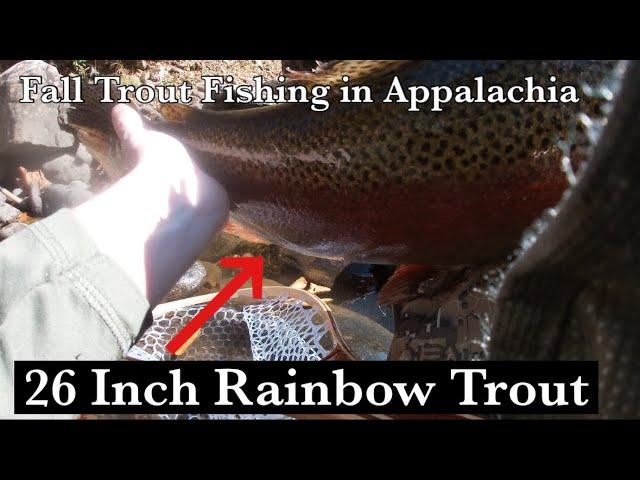 I couldn’t believe we landed this fish.. (Fall Trout Fishing, West Virginia)