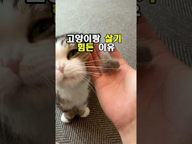 고양이랑 살기 힘든이유