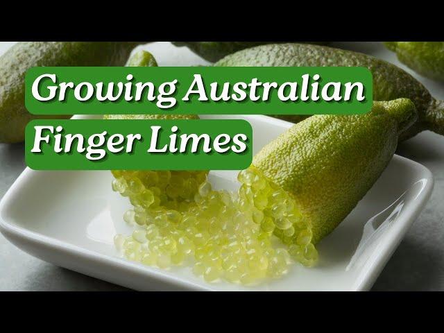 Growing Australian Finger Limes with Aussie Green Thumb