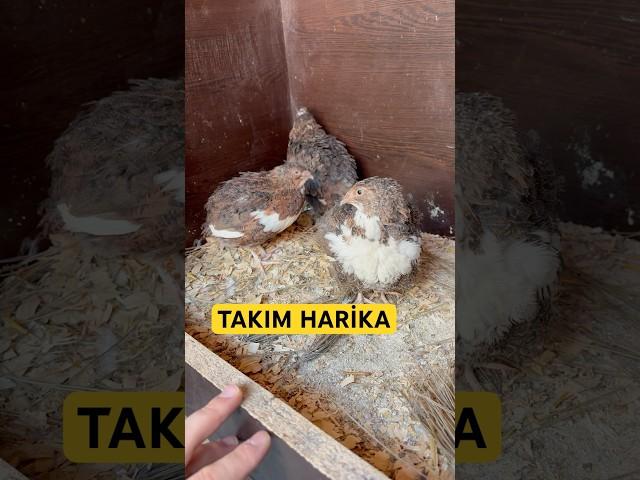Bıldırcın Yetiştiriciliği