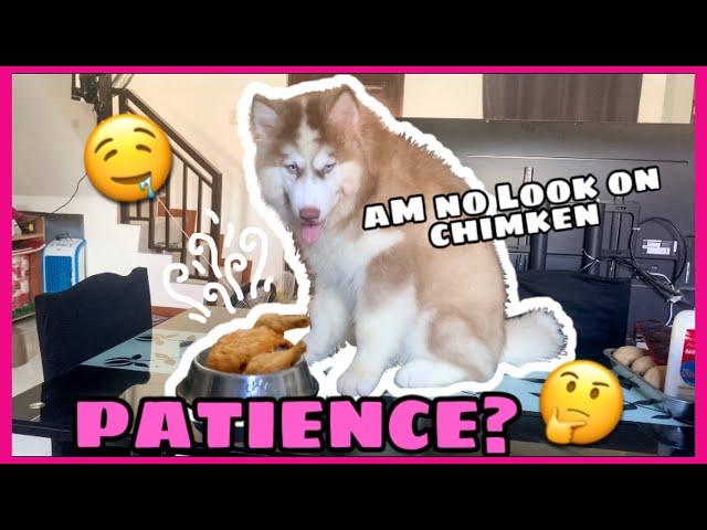 Patience Challenge ON My Siberian Huskies| Naghintay Sila! | Husky Pack TV