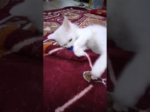 simba playing with ball ️Raini vlog