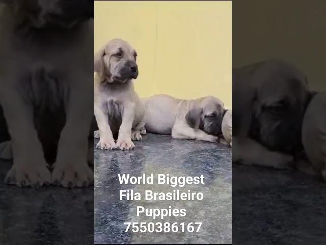 Fila Brasileiro Puppies available  #7550386167  #dog #graspkennels  #FilaBrasileiro #WorldBiggest