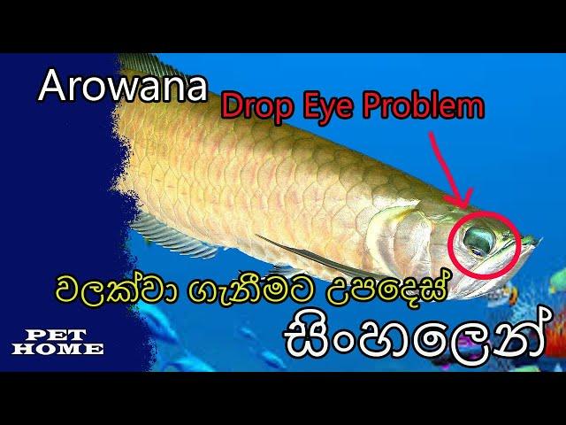 Arowana (ඇරොවානා) Drop Eye Problem වලකාලීමට උපදෙස් #ArowanaProblem #FishSolution #PetHome