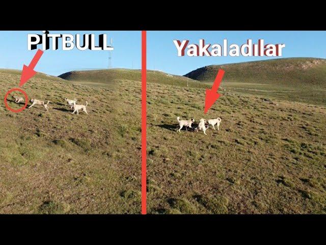 ÜZERİ KANLI PİTBULL SÜRÜ KÖPEKLERİYLE BOĞUŞTU ~PARÇALIYORLARDI ÇOBAN BAGIRMASA