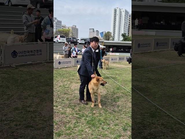 KKC 한국애견협회 최우수 진도견 선발대회