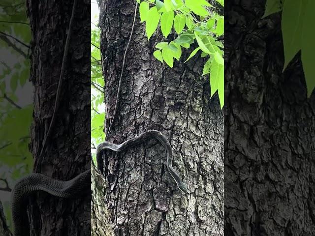 Snakes #edc #snake #animals #reptiles #outdoors #camping #tips #knivesdaily  #review #forest