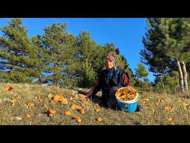 How To Gather A Lot Of Mushrooms In The Village. Life in Turkey's Village. Village Life Documentary