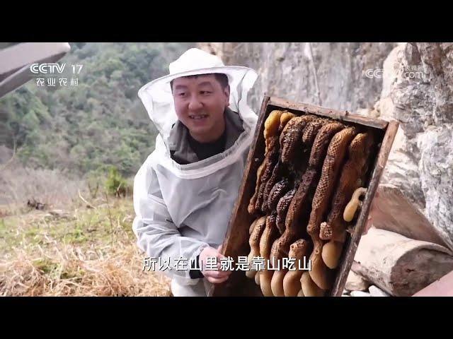 《共富经》 20240424 我从林中来 深山寻蜜记|农业致富经 Agriculture And Farming