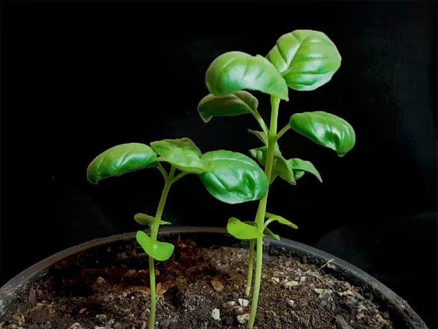 Growing Basil TimeLapse