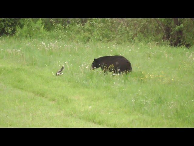 Skunk Sprays Inquisitive Bear || ViralHog