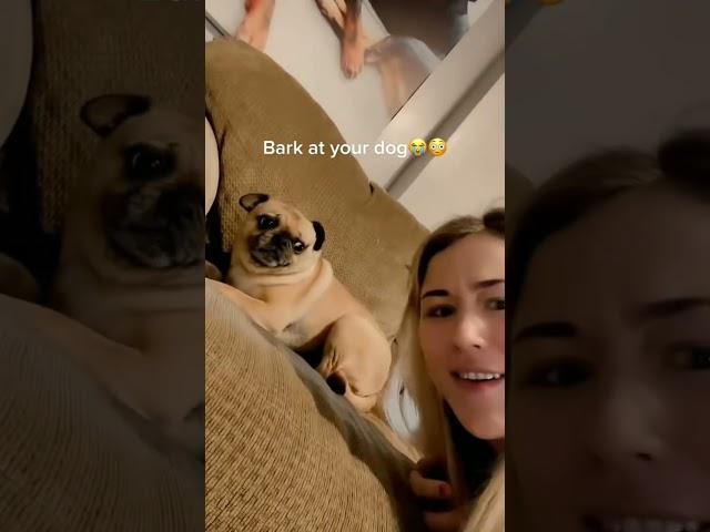 Funniest Dog. Bark at your dog #jade #doglover #funniest824
