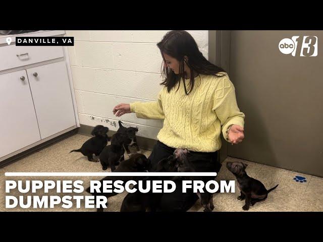 Eight puppies rescued from Gretna dumpster find warmth at local humane society