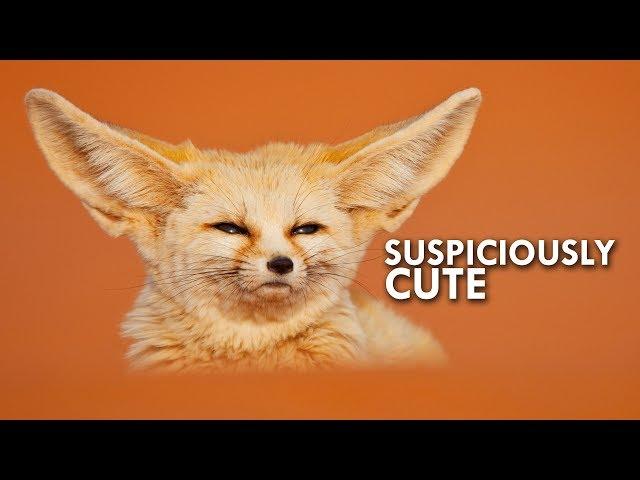 Is the Fennec Fox really a fox?