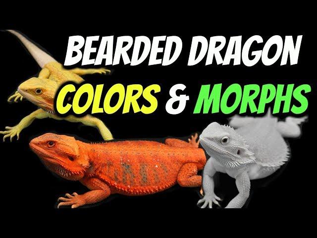 Types of Bearded Dragons - Colors & Morphs Explained