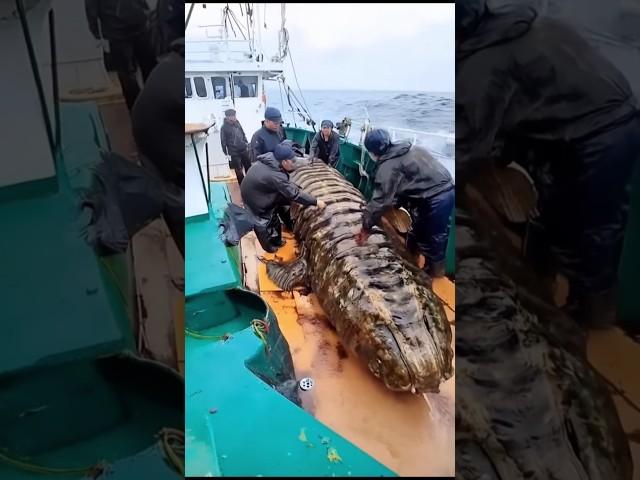 Unusual Sea Creature Found by Fishermen - Deep Sea Exploration