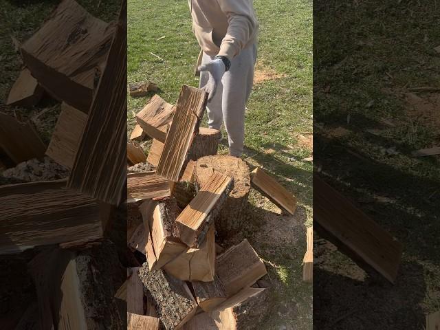 splitting oak logs with an axe🪵🪓️ #splittingfirewood #woodworking