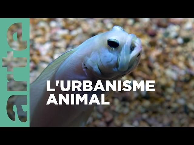 Des cités durables | Constructions animales | ARTE Family