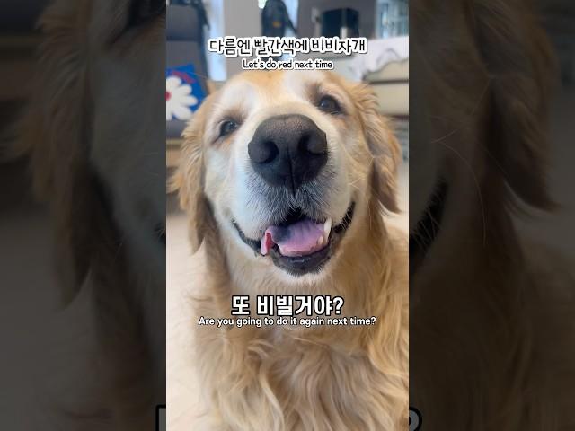 초록색 바닥에서 뒹굴뒹굴~ 얼굴이 슈렉이 된 골든리트리버 럭키! 웃긴 강아지 행동, 반려견과 아빠의 유쾌한 하루 | 웃긴 영상, 강아지 브이로그 다음엔 빨간색 바닥 도전?