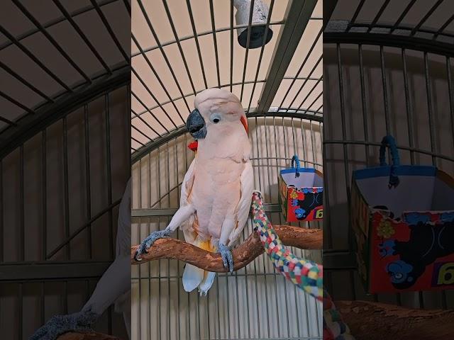 Cockatoo Preparing For The Vet