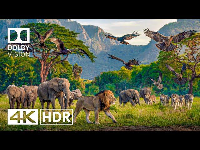 Wild Animals in 4K Video - 4K HDR Dolby Vision