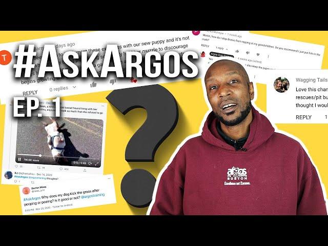 FAQ About Dogs And Dog Training | AskArgos #1