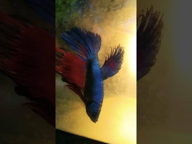 Betta fish with male betta #bettafish #betta