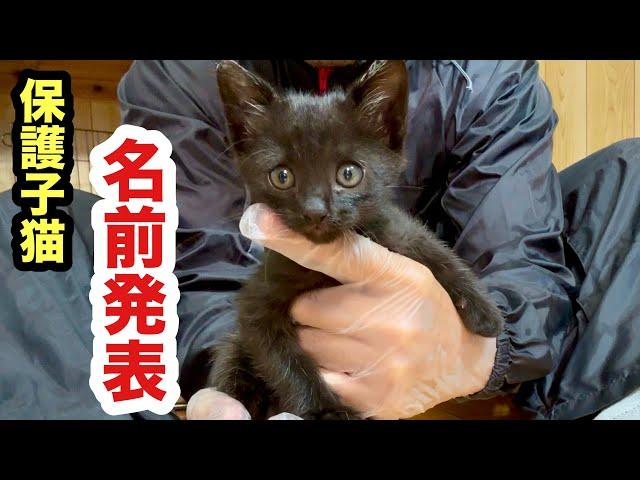 【発表】保護子猫のお名前が決まりました！（仮）