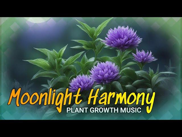 Plant Growth Music!  Moonlight Harmony  Music For Plants! 