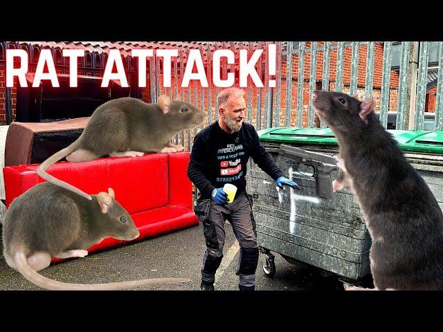 OH MAN!!! These RATS ARE RUTHLESS! - RATS IN THE TRASH.