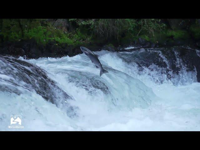 WaterWatch's Free Flowing Rivers Program