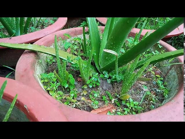 Trồng Thêm Nha Đam. Mang Lại Thu Nhâp Cao. Khang Toàn Channel