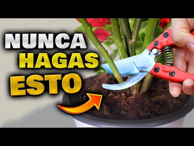 5 IDEAS para TUS PLANTAS!! Los MEJORES TRUCOS de JARDINERÍA | Cuidar jardín, Flores y Huerto Urbano