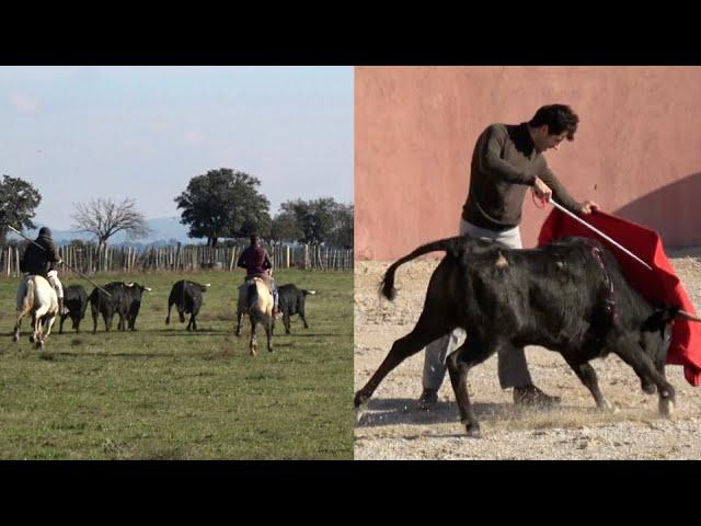 Une matinée a la ganadéria de Valverde