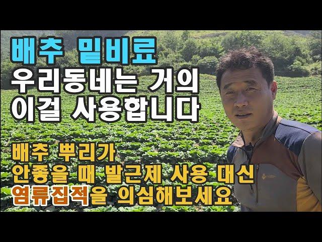 배추 밑비료 - 한 동네에서만 엔텍을 900포 사용? /배추 뿌리불량 발근제로 효과가 없다면 염류집적을 의심해보세요. 이에 대한 해결책!!