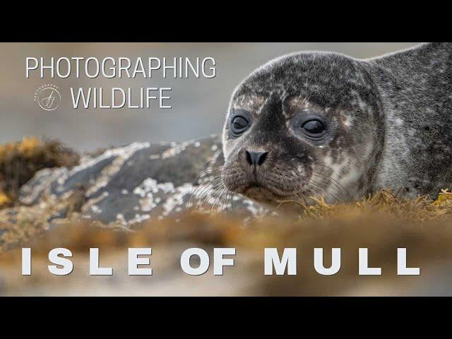 Photographing Otters, Seals, Eagles & so much more - Isle of Mull - Sony A1 (4K)