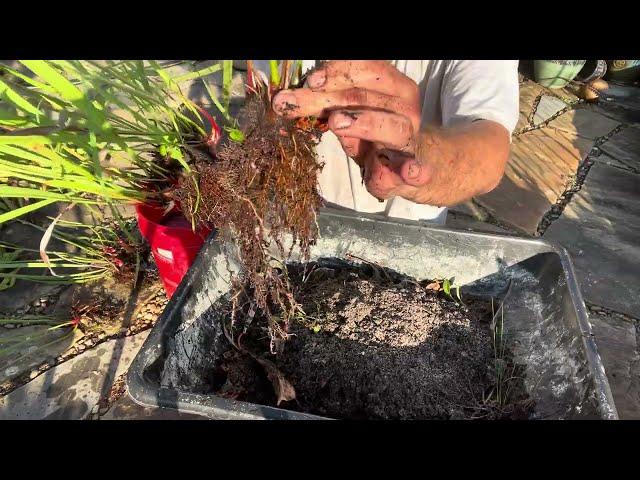 Part 2/3 Carnivorous Bog Garden - Demolition Day!